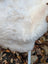 A plush white british isles sheepskin rug with soft fluffy texture and natural fur pile for cozy comfort