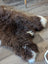 Brown sheepskin rug with white tipped fur edges in brit14 british isles sheepskin 54 x 31 inches