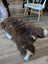 A plush brown and white british isles sheepskin rug with natural fluffy texture spread on wooden floor
