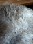 Brit15 british isles sheepskin rug 48x31 inches gray and white plush natural textured soft fibers
