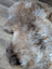 A plush 48 x 31 inch british isles sheepskin rug with soft light brown and gray naturally textured fur