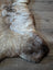 British isles sheepskin rug brit3 49 x 22 soft fluffy natural beige to dark brown irregular shape