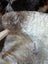 A soft gray and white plush british isles sheepskin rug with natural fur texture measuring 49 by 22 inches