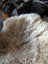 Cream-colored british isles sheepskin rug with soft fluffy texture and natural fur pile 48 by 33 inches
