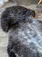 A plush british isles sheepskin rug with naturally textured fur in a dark to light gray gradient measuring 47 x 31 inches