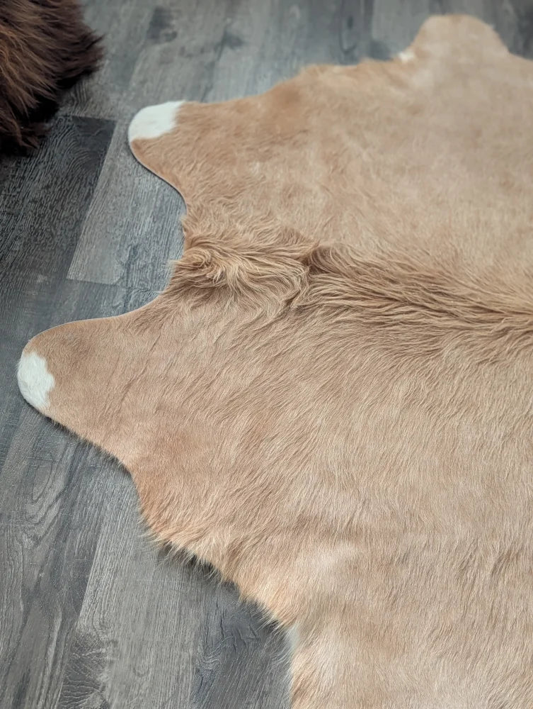 Large cowhide tan rug with white tipped edges and fluffy texture showing unique characteristics for beautiful rugs