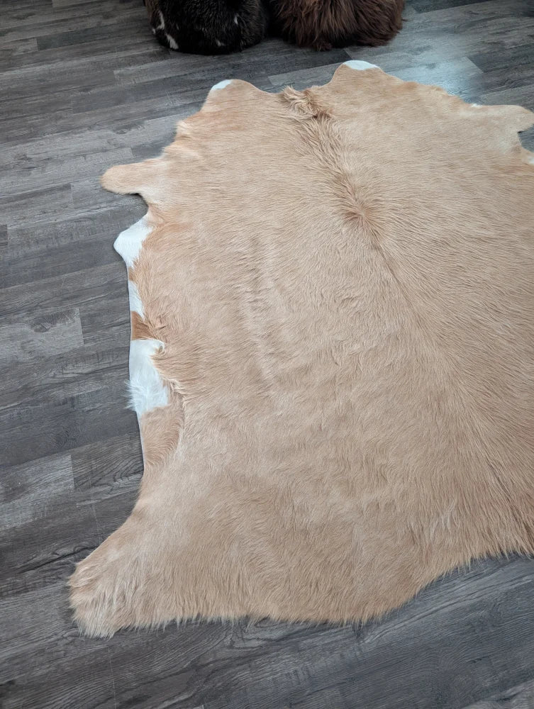 A large cowhide rug in tan and white with beautiful fluffy texture and unique characteristics for stylish decor