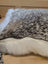 A plush gray and white merino sheepskin cushion with soft white faux fur trim by angus oliver canada