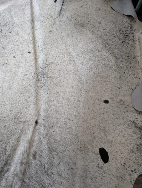 Massive 93x87 Angus Oliver cowhide rug from Canada, white black spotted