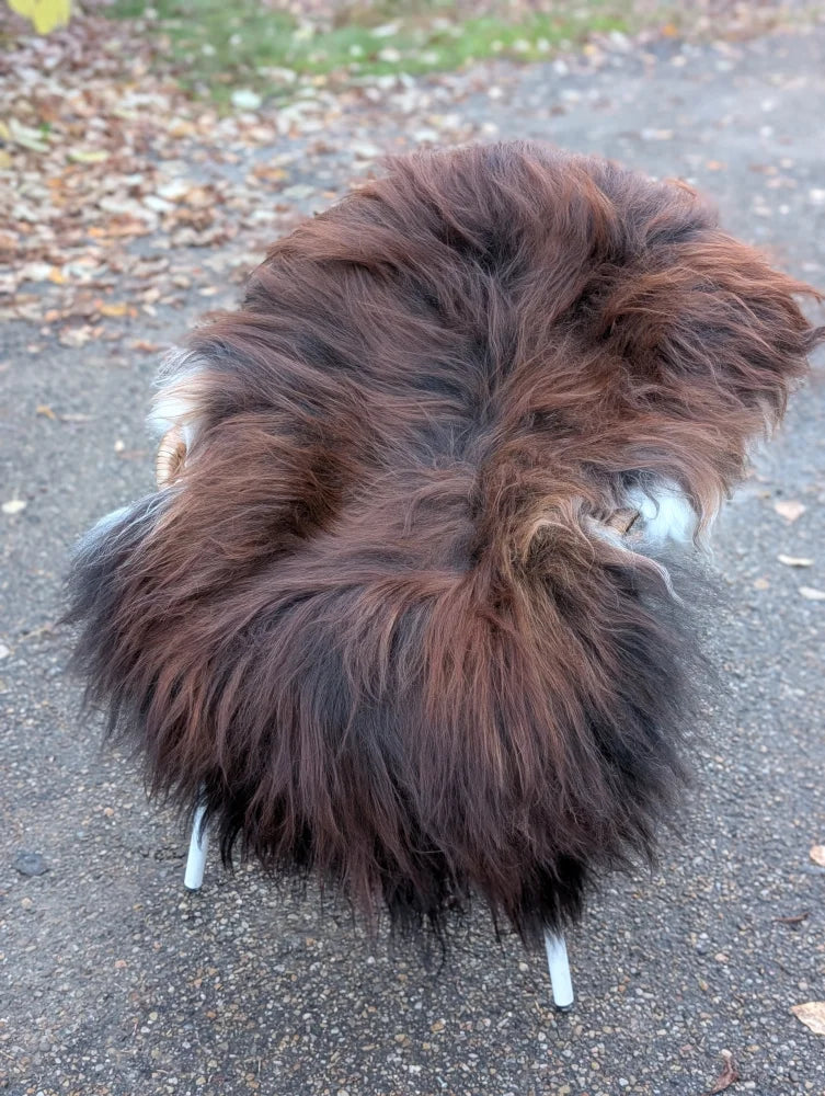 Fluffy dark rusty long wool natural icelandic sheepskin chair with white metal legs featuring natural black icelandic fur
