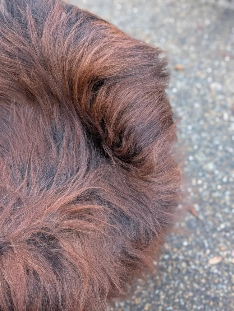 A close up of a fluffy dark brown ear on a natural black icelandic sheepskin rug with long wool arriving soon