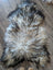 A plush fall1 60 x 35 long wool icelandic sheepskin rug in natural grey with white gray and black fur