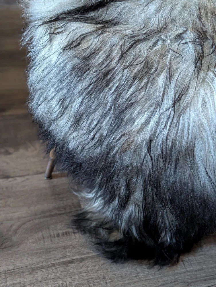 A fluffy long wool icelandic dog with gray and black fur on a 60 x 35 massive icelandic sheepskin rug
