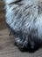 A fluffy long wool icelandic dog with gray and black fur on a 60 x 35 massive icelandic sheepskin rug