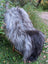 A fluffy long-haired dog with gray and black fur sits on a wooden stool on a fall massive icelandic natural grey sheepskin