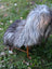 A fluffy gray and white dog standing on a fall#1 massive icelandic natural grey sheepskin with long wool icelandic texture