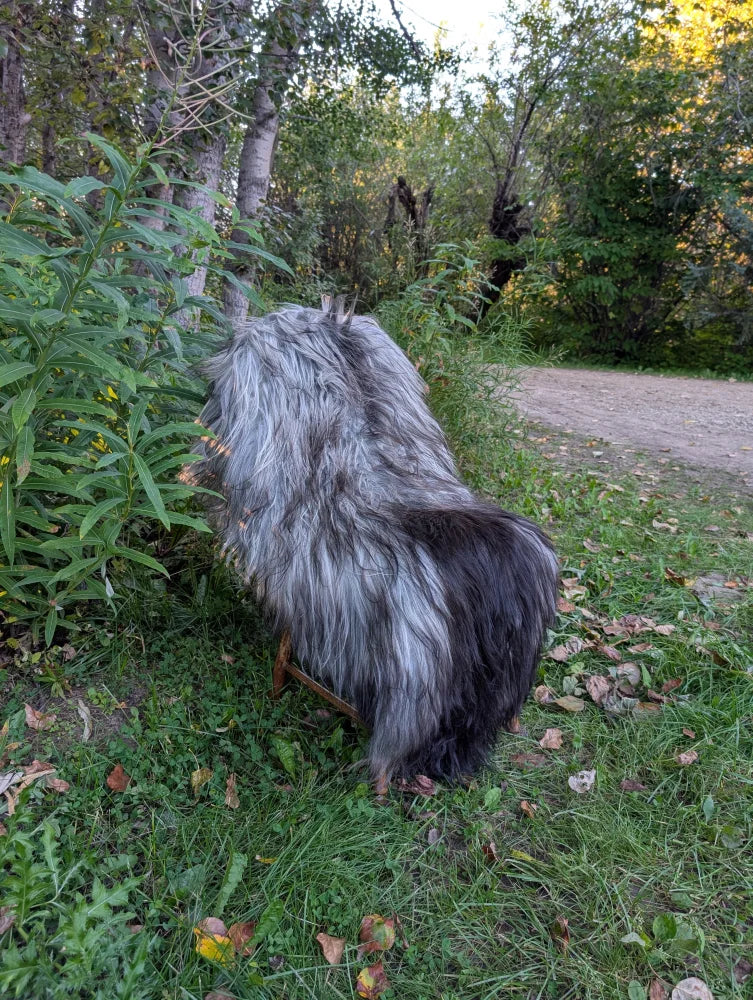 A fluffy dog stands on grass on a fall1 massive icelandic natural grey sheepskin with long wool icelandic texture