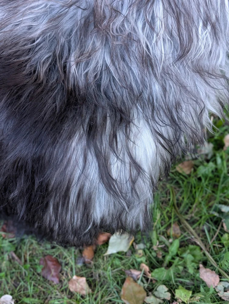 A fluffy long wool icelandic dog resting on a massive natural grey icelandic sheepskin with black and silver-gray fur