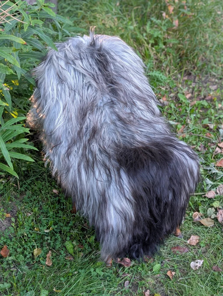 A shaggy long wool icelandic dog with gray and black fur standing on grass next to a fall#1 massive icelandic natural grey sheepskin