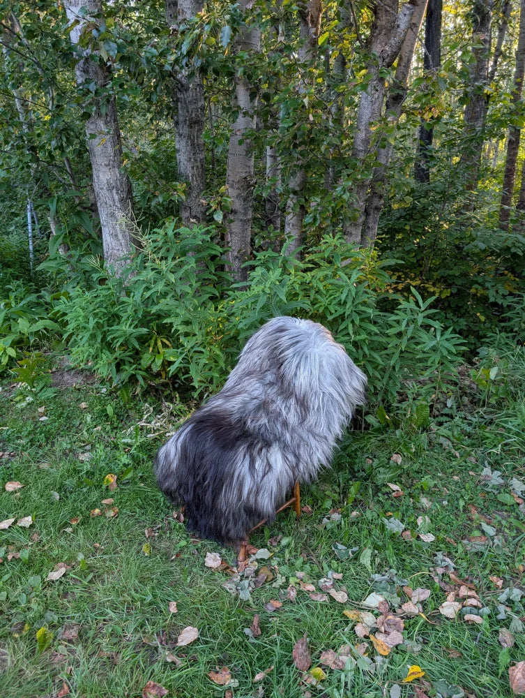 A fluffy long wool icelandic dog with gray and black coat stands on grassy ground by fall#1 massive natural grey sheepskin