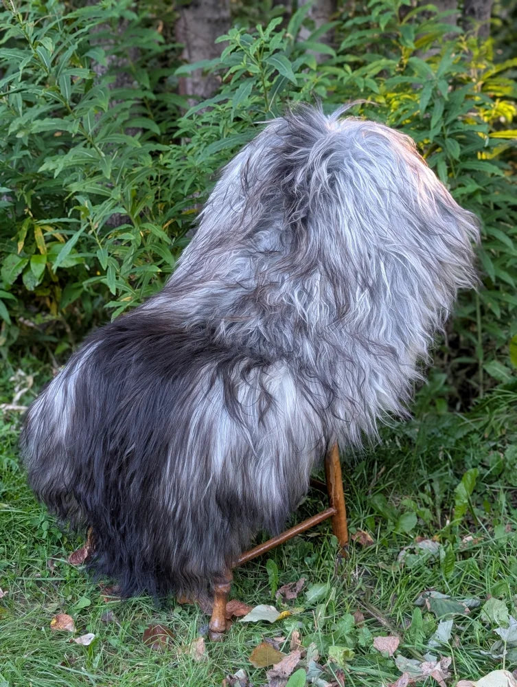 A fluffy long wool icelandic dog with gray and black coat sits on a wooden stool showcasing natural grey sheepskins