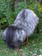 A fluffy long wool icelandic dog with gray and black coat sits on a wooden stool showcasing natural grey sheepskins