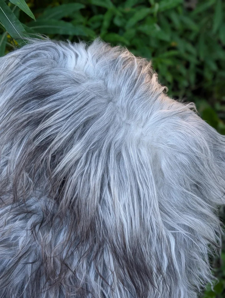 A fluffy long wool icelandic dog with silver gray fur on a fall1 massive natural grey sheepskin rug