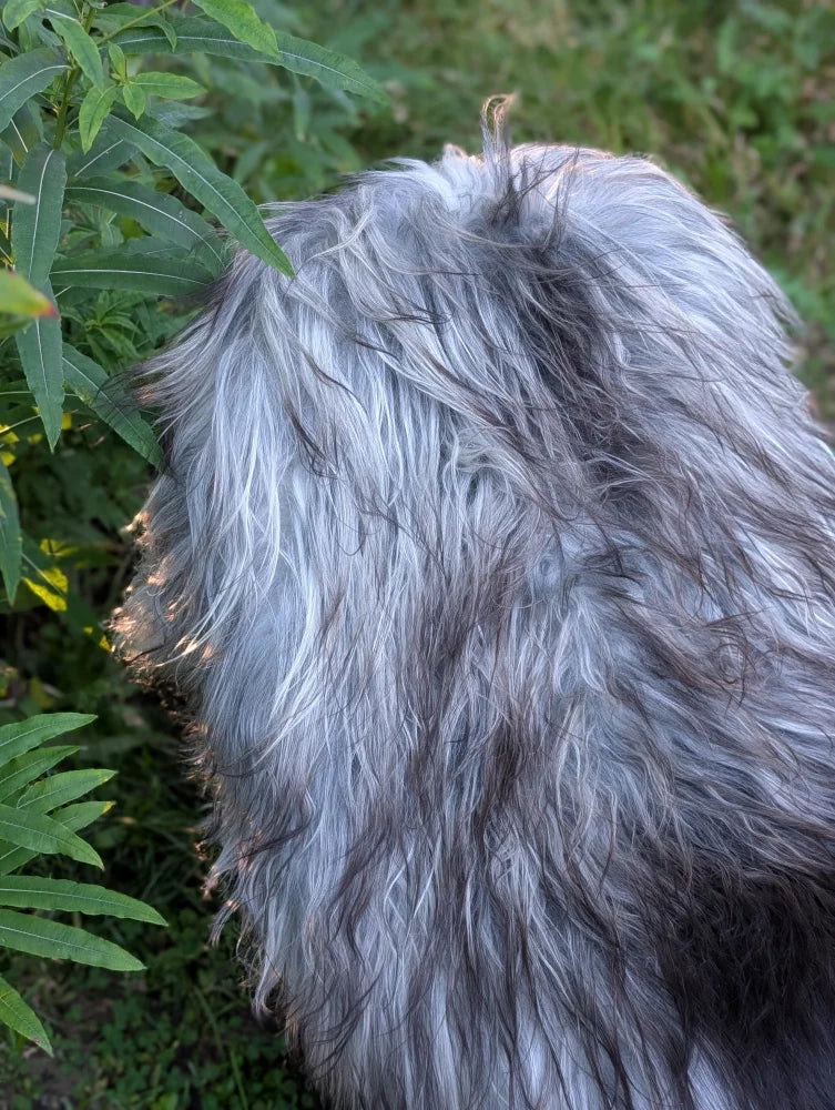 A fluffy dog with silver and dark gray fur lying on a fall massive icelandic natural grey sheepskin wool icelandic rug