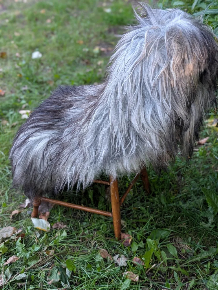 A shaggy long wool icelandic dog with gray and black fur sits on a wooden stool showcasing natural grey sheepskins