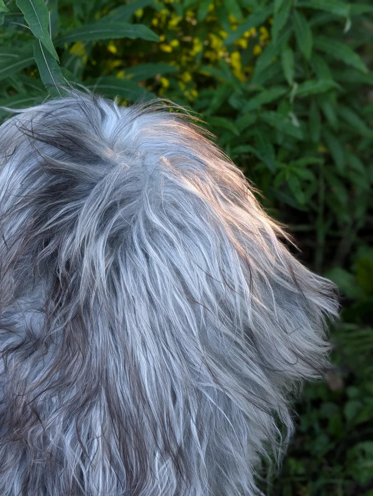 A fluffy long wool icelandic sheepskin in natural grey with silver and gray fur perfect for cozy use