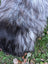 A fluffy long-haired dog with black and silver-gray fur resting on a fall1 massive icelandic natural grey sheepskin with wool icelandic texture