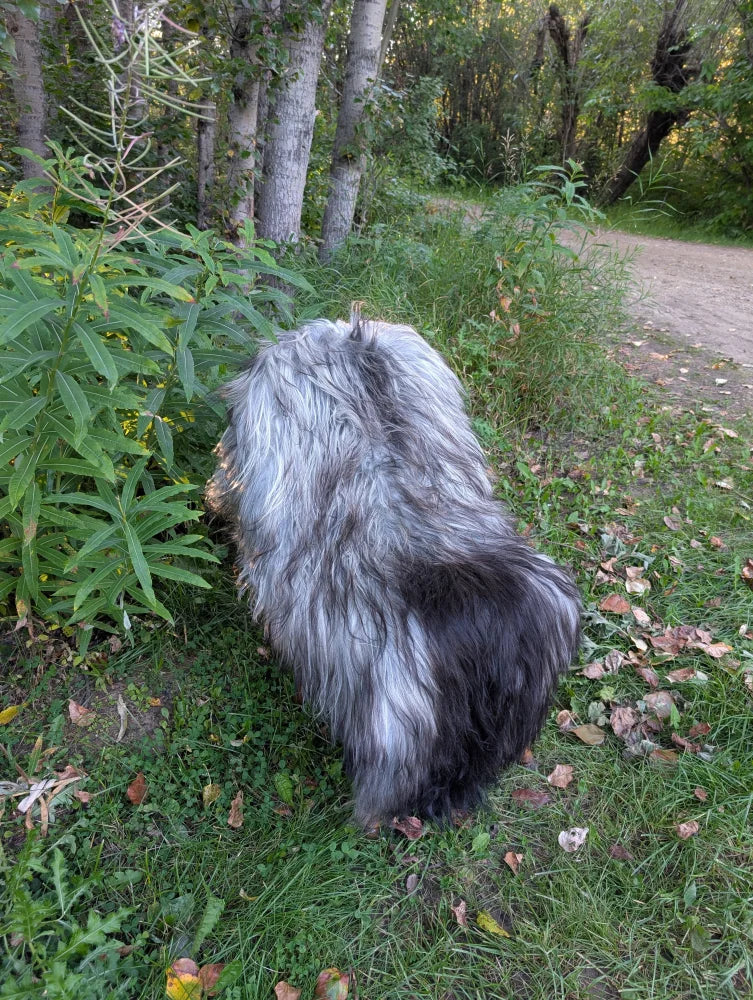 A fluffy long-haired dog stands near green plants on a fall1 massive icelandic natural grey sheepskin with long wool icelandic fibers