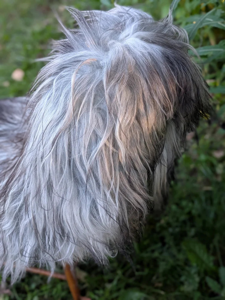 A shaggy long-haired dog shows off the fall1 massive icelandic natural grey sheepskin with wool icelandic texture