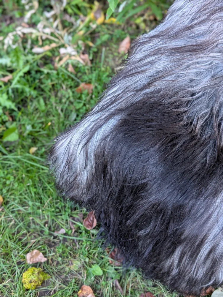 A fluffy long wool icelandic dog with black and gray fur on a fall1 massive natural grey sheepskin