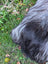 A fluffy long wool icelandic dog with black and gray fur on a fall1 massive natural grey sheepskin