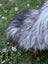 A fluffy gray and white long wool icelandic dog standing on grass next to fall1 massive natural grey sheepskin