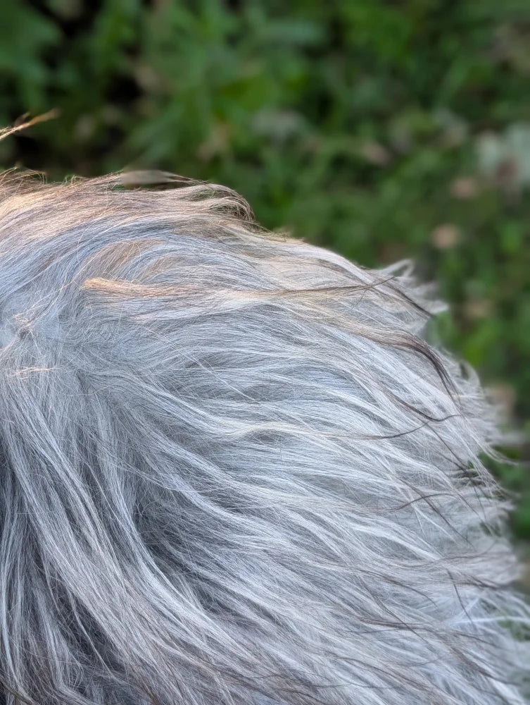 Fluffy silvery gray long wool icelandic sheepskin with subtle black and light brown strands perfect for cozy decor
