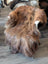 A plush long-haired dark rusty icelandic sheepskin rug draped over a chair perfect for cozy wool icelandic decor