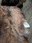 A brown and gray dog with a white id tag on fur lying on a massive natural dark rusty wool icelandic sheepskin rug