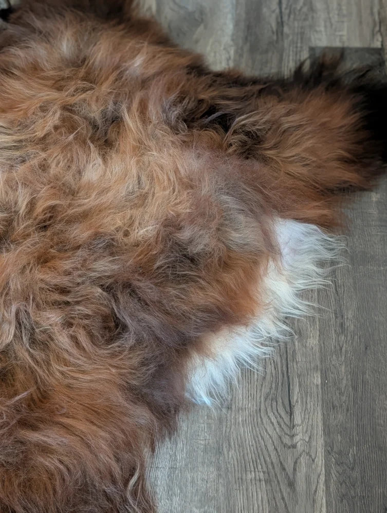 A plush icelandic sheepskin rug in natural dark rusty brown and white with soft wool icelandic texture measuring 58 by 33 inches