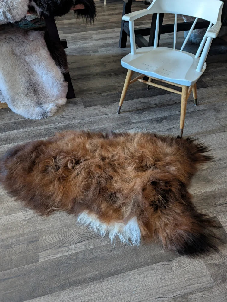 A plush irregularly shaped rusty brown and white icelandic sheepskin rug with thick wool lying on a wooden floor