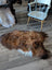 A plush irregularly shaped rusty brown and white icelandic sheepskin rug with thick wool lying on a wooden floor