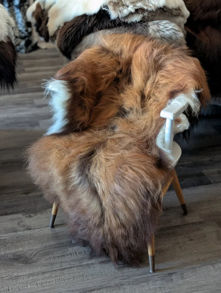 A plush dark rusty brown and white icelandic sheepskin draped over a modern wooden leg chair for cozy decor