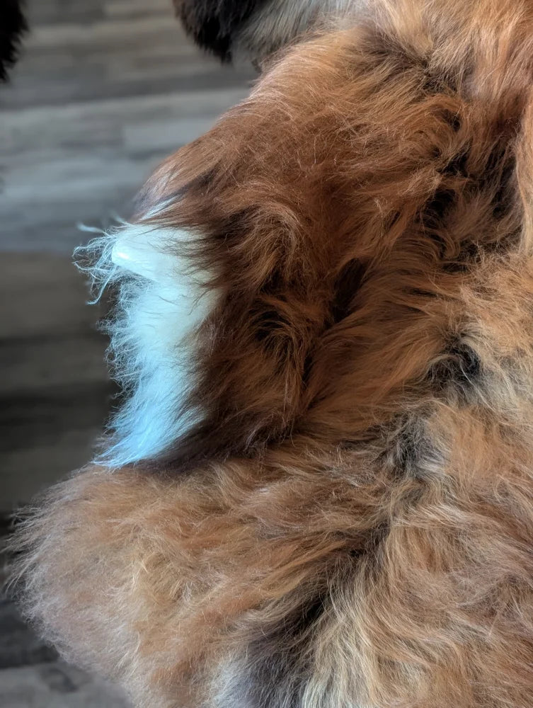 A fluffy long-haired dog with rich brown coat and white-tipped tail on a natural dark rusty icelandic sheepskin rug
