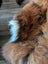 A fluffy long-haired dog with rich brown coat and white-tipped tail on a natural dark rusty icelandic sheepskin rug
