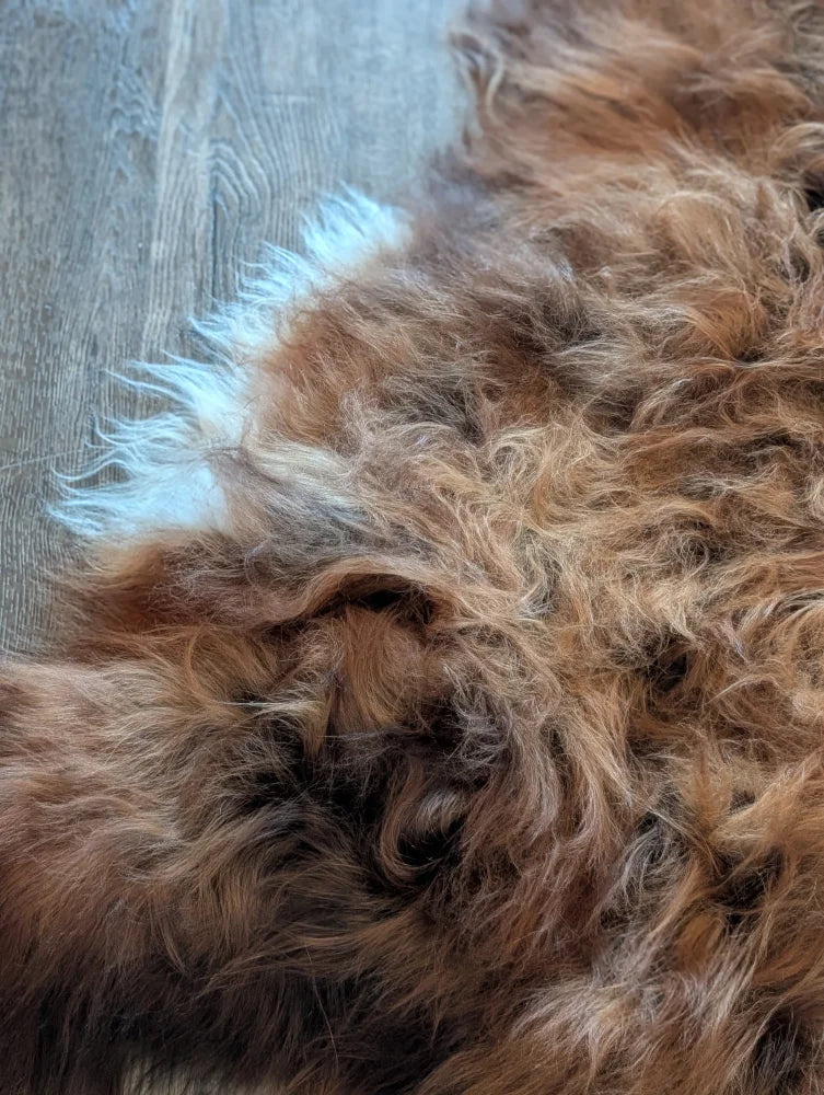 A plush curly brown and white wool icelandic sheepskin rug with a soft textured surface perfect for cozy spaces