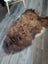 A plush irregular icelandic sheepskin rug in dark rusty brown and creamy white wool icelandic fur measuring 58 x 33 inches