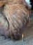 A plush shaggy brown and tan icelandic sheepskin ottoman with wooden legs in natural dark rusty colors