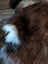 A fluffy brown and white faux fur tail on a fall12 57x40 massive natural dark rusty icelandic sheepskin rug