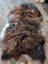 A plush irregular shaped icelandic sheepskin rug in natural dark rusty brown black and white wool icelandic fur
